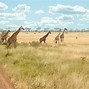 Image result for Serengeti Safari