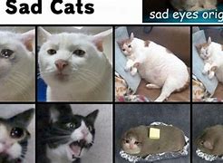 Image result for sad cats cry memes origins