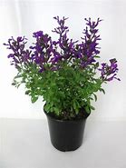 Image result for Salvia greggii Mirage Violet