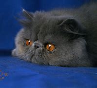 Image result for Miao Cat