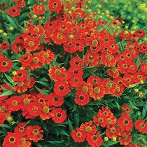 Image result for Helenium Rubinzwerg