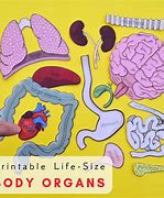 Image result for Printable Life-Size Body Organ Lungs