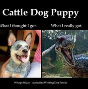 Image result for Puppy Velociraptor Meme