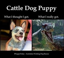 Image result for Ridgeback Puppy Velociraptor Meme