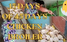 Image result for Now and Days Chicken