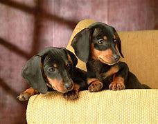 Image result for Funny Dachshund Wallpaper