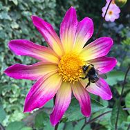 Image result for Dahlia Bright Eyes