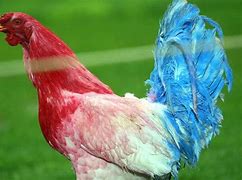Image result for French Rooster