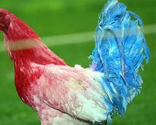 Image result for France Cockerel