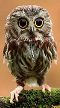Image result for Most Adorable Baby Animals Owl
