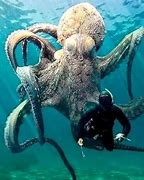 Image result for Biggest Octopus On Record