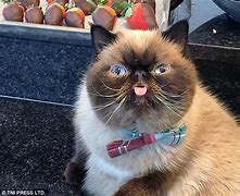 Image result for Funny Ugly Cat Pics