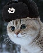 Image result for Russian Cat Hat Meme