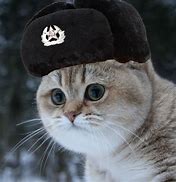 Image result for russian memes animal
