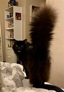 Image result for Fluffy Cat Tail