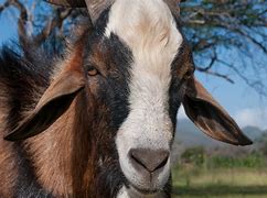 Image result for Mexico zoo director kills goat