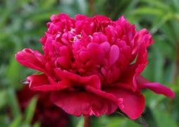 Image result for Paeonia big ben