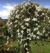 Image result for Clematis montana Grandiflora