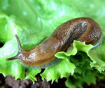 Image result for "slugs-and-snails"