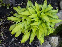 Image result for Hosta Kabitan