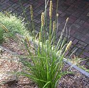 Image result for Carex Appressa Tall Sedge