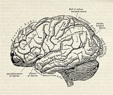 Image result for Vintage Brain Drawing