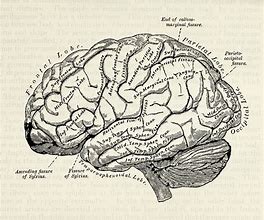 Image result for Vintage Human Brain Drawing