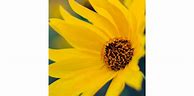 Image result for Black and Yellow iPhone Wallpaper