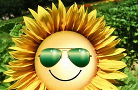 Image result for Sunflower Funny Wallpaper