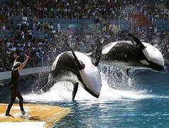 Image result for The Blackfish
