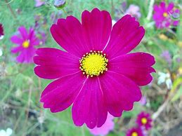 Image result for Dark Pink Flower Images