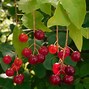 Image result for Types of Wild Berries