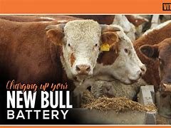 Image result for Battery Changing Bull
