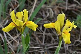 Iris arenaria ಗಾಗಿ ಇಮೇಜ್ ಫಲಿತಾಂಶ
