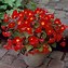Image result for Begonia multiflora La Madelon