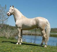 Image result for White Morgan Horse