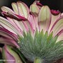 Image result for Micro Photographi Cemera