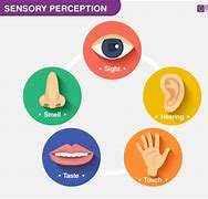 Image result for Human Sensory System