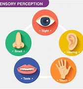 Image result for Types of Body Senses