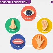 Image result for 5 Senses of Human