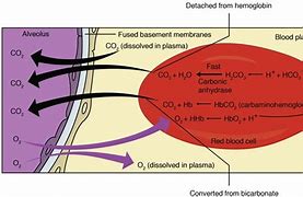 Image result for Blood Oxygen Apple Watch