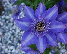 Image result for Clematis Blue Angel