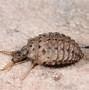 Image result for "antlion"