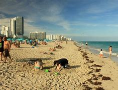 Image result for Feces Miami beach swimming