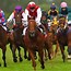 Image result for Different Types of Horse Racing