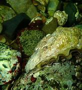 Image result for Pacific Oyster