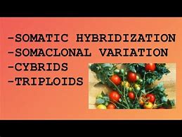 Image result for Sp3 Hybridization Examples