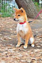 Image result for Shiba Inu Puppy Cam