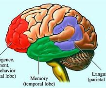 Image result for Memory Center of Brain