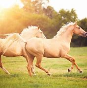 Image result for Different Horse Types